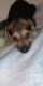 Greek Harehound Puppies for sale in 2819 S WW White Rd, San Antonio, TX 78222, USA. price: NA