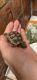 Greek Tortoise Reptiles for sale in Santa Barbara, CA 93105, USA. price: $50