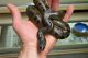 Green Anaconda Reptiles for sale in Pittsburgh, PA, USA. price: NA