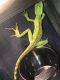Green Basilisk Reptiles for sale in Elizabeth, NJ, USA. price: NA