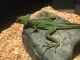 Green Basilisk Reptiles