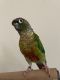 Green Cheek Conure Birds for sale in Bonney Lake, WA, USA. price: NA