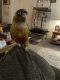 Green Cheek Conure Birds for sale in Cadiz, KY 42211, USA. price: NA