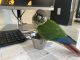 Green Cheek Conure Birds for sale in St Cloud, FL, USA. price: $500