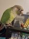 Green Cheek Conure Birds for sale in Hagerstown, MD 21740, USA. price: NA