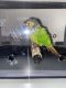 Green Cheek Conure Birds for sale in UPPR MARLBORO, MD 20772, USA. price: NA