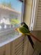 Green Cheek Conure Birds for sale in Pasadena, CA 91107, USA. price: $1,200