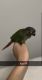 Green Cheek Conure Birds for sale in Athens, TN 37303, USA. price: NA