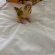 Green Cheek Conure Birds for sale in Kissimmee, FL 34744, USA. price: NA