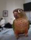 Green Cheek Conure Birds for sale in Norton, MA 02766, USA. price: $150