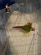 Green Cheek Conure Birds for sale in Cumming, GA, USA. price: NA