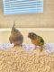 Green Cheek Conure Birds for sale in Sunrise, FL, USA. price: NA