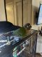 Green Cheek Conure Birds for sale in Summerville, SC, USA. price: NA