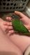 Green Cheek Conure Birds for sale in Meadville, PA 16335, USA. price: NA