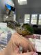Green Cheek Conure Birds for sale in Cheshire, CT, USA. price: $400