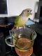 Green Cheek Conure Birds for sale in Fort Worth, TX, USA. price: NA