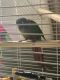 Green Cheek Conure Birds for sale in EAST GRAND RA, MI 49506, USA. price: NA