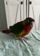 Green Cheek Conure Birds for sale in La Grange, KY, USA. price: $300