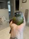 Green Cheek Conure Birds for sale in Wiggins, CO 80654, USA. price: NA