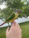 Green Cheek Conure Birds for sale in 9401 Indian Meadows Dr, Olivette, MO 63132, USA. price: NA