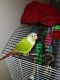 Green Cheek Conure Birds for sale in Chester, VA 23831, USA. price: $450