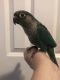 Green Cheek Conure Birds for sale in Chicago, IL, USA. price: $1,200