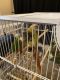 Green Cheek Conure Birds for sale in Gilbert, AZ, USA. price: $1,200