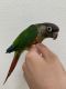 Green Cheek Conure Birds for sale in Kent, WA, USA. price: $500