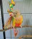 Green Cheek Conure Birds for sale in Geneva, IL, USA. price: $500