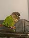 Green Cheek Conure Birds for sale in 1503 Almshouse Rd, Jamison, PA 18929, USA. price: NA