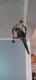 Green Cheek Conure Birds for sale in Haverhill, MA 01830, USA. price: $500