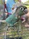 Green Cheek Conure Birds for sale in Irving, TX, USA. price: $600