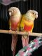 Green Cheek Conure Birds for sale in McMinnville, OR 97128, USA. price: NA