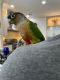 Green Cheek Conure Birds for sale in Jacksonville, FL, USA. price: NA