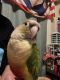 Green Cheek Conure Birds for sale in Chicago, IL, USA. price: NA