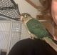 Green Cheek Conure Birds for sale in Greenville, NC, USA. price: NA