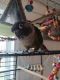 Green Cheek Conure Birds for sale in Hamilton, IN 46742, USA. price: NA