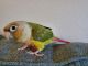 Green Cheek Conure Birds for sale in Boynton Beach, FL, USA. price: $385