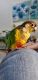 Green Cheek Conure Birds for sale in Middletown, OH, USA. price: NA