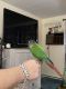 Green Cheek Conure Birds for sale in VERNON ROCKVL, CT 06066, USA. price: NA