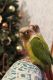 Green Cheek Conure Birds for sale in Kempner, TX, USA. price: $900