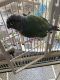 Green Cheek Conure Birds for sale in Tomball, TX, USA. price: $300