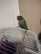 Green Cheek Conure Birds for sale in Midvale, UT, USA. price: $630