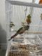 Green Cheek Conure Birds for sale in Livonia, MI 48152, USA. price: $500