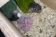 Green Cheek Conure Birds for sale in Fontana, CA 92335, USA. price: $800