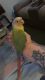 Green Cheek Conure Birds for sale in Colorado Springs, CO, USA. price: $1,000