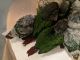 Green Cheek Conure Birds for sale in Houston, TX 77014, USA. price: $300