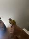 Green Cheek Conure Birds for sale in Columbus, OH 43205, USA. price: $500