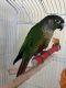 Green Cheek Conure Birds for sale in Louisville, KY, USA. price: $550