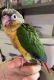 Green Cheek Conure Birds for sale in Chicago, IL 60656, USA. price: $500